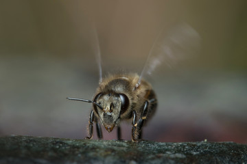 Honey Bee in Nature Background.