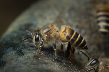 Honey Bee in Nature Background.