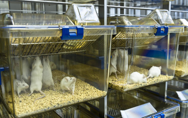 Experimental Laboratory Mice Are Raised