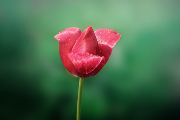 red tulip on a green background