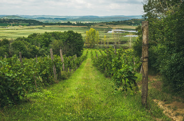 Fototapeta na wymiar Wineyards in Tihany peninsula at lake Balaton on clear summer day, Hungary