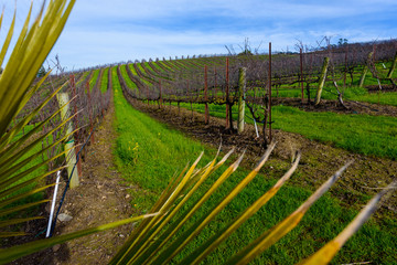 Fototapeta na wymiar Rows of empty grape vines in vineyard