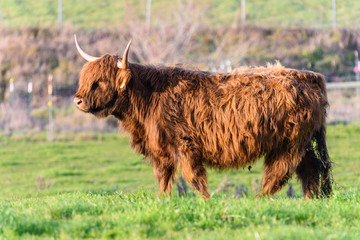 Mangy yak in a green field with horns