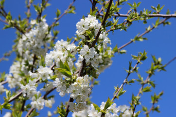 Flowering cherry in spring garden at blue sky background.
