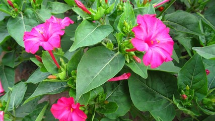 Flowers night beauty Mirabilis