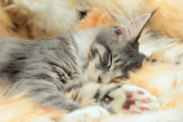 Kitten of Maine coon