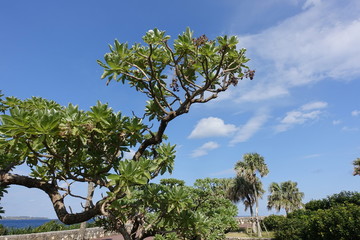 沖縄海洋博公園