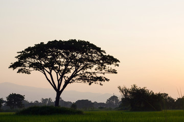 Fototapeta na wymiar silhouette of big tree and field in the evening.