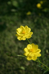 Yellow flowers / Yellow flowers in summer