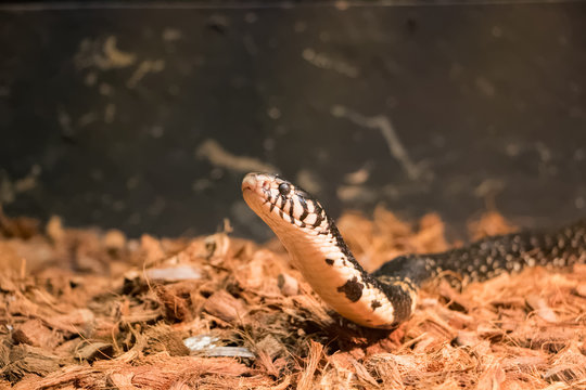 Cobra des forêts