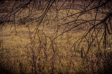 Leafless Tree Branches Retro