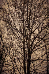 Leafless Tree Branches Retro