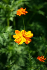 Orange flowers / Orange flowers in summer