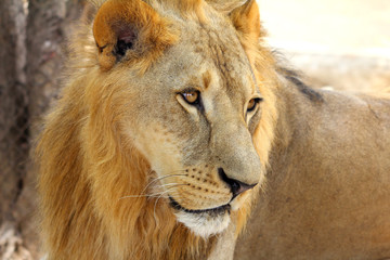Male African Lion (Panthera leo) portrait