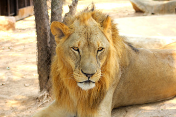 Male African Lion (Panthera leo) portrait