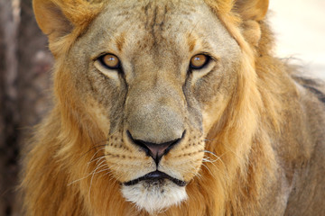 Male African Lion (Panthera leo) portrait