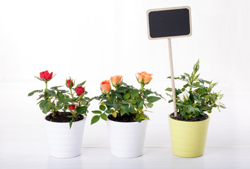 Three miniature rose plant