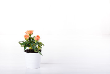 Miniature rose plant