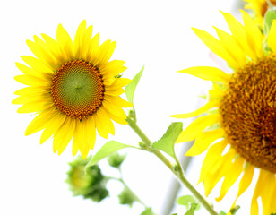 Obraz premium Sunflower