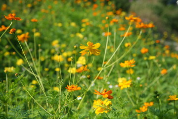 Orange flowers / Orange flowers in summer