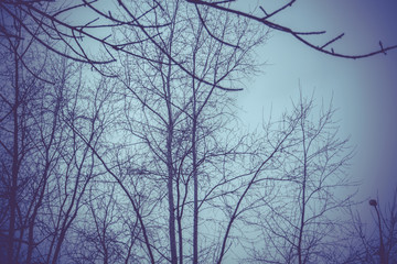 Leafless Tree Branches Retro
