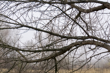 Leafless Tree Branches