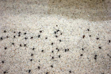 Little black insect out of the water on a sandy beach 