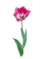 fringed tulip on a white background