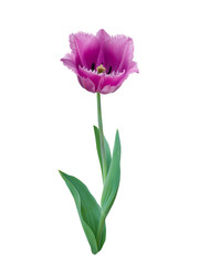 fringed tulip on a white background