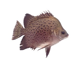 Spotted scat, Green scat, Common scat, Argusfish isolated on white 