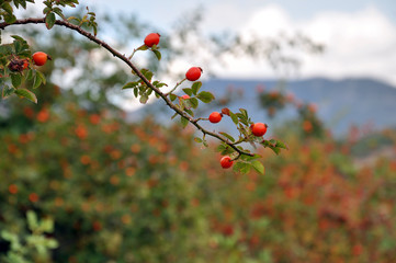 Branch with ripe red dog rose in autumn close-up.