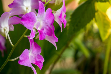 Close up beautiful orchid flower in the garden.