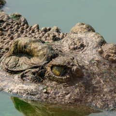 Close up eye and skin crocodile in water