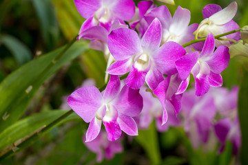 Close up beautiful orchid flower in the garden.