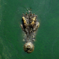 Crocodile swimming in dirty green water in farm