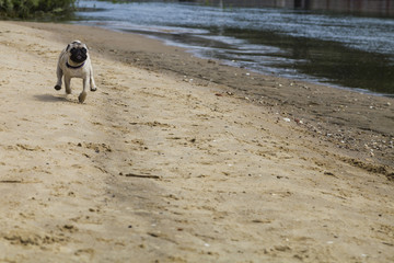 Pug puppy runs on a sandy beach on a summer day.