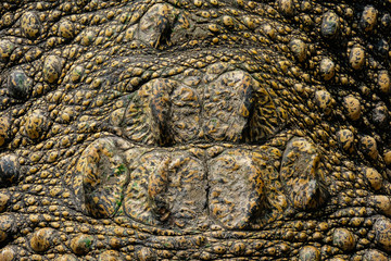 Close up skin real crocodile for background and texture