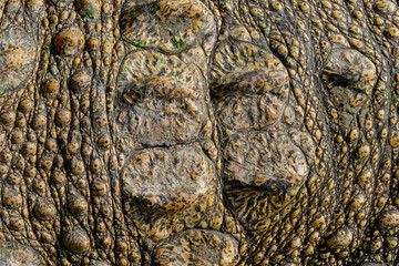 Close up skin real crocodile for background and texture