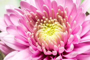 Pink Aster Flower Macro