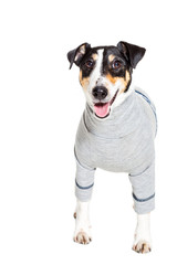 Fototapeta premium Fox terrier posing in studio on white background. isolated