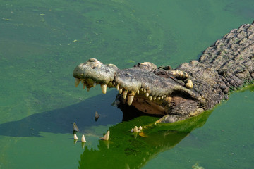 Crocodile open mouth in dirty green water