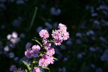 Deep Pink flowers / Pink , purple flowers in summer