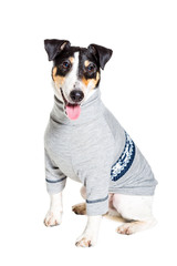 Fox terrier posing in studio on white background. isolated