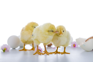 Fluffy little yellow chickens on a white background.