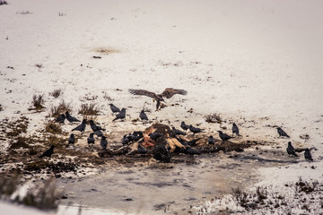 Bald Eagle