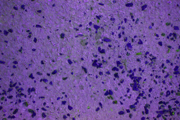 The background surface is painted cement walls with small stones