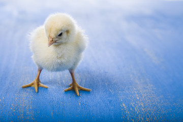 Fluffy little yellow chicken on a blue wooden background.