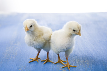 Fluffy little yellow chickens on a blue wooden background.