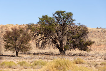 Obraz premium Dry kalahari desert landscape, Kgalagady, South Africa safari wilderness