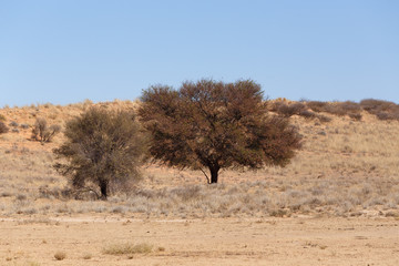 Obraz premium Dry kalahari desert landscape, Kgalagady, South Africa safari wilderness